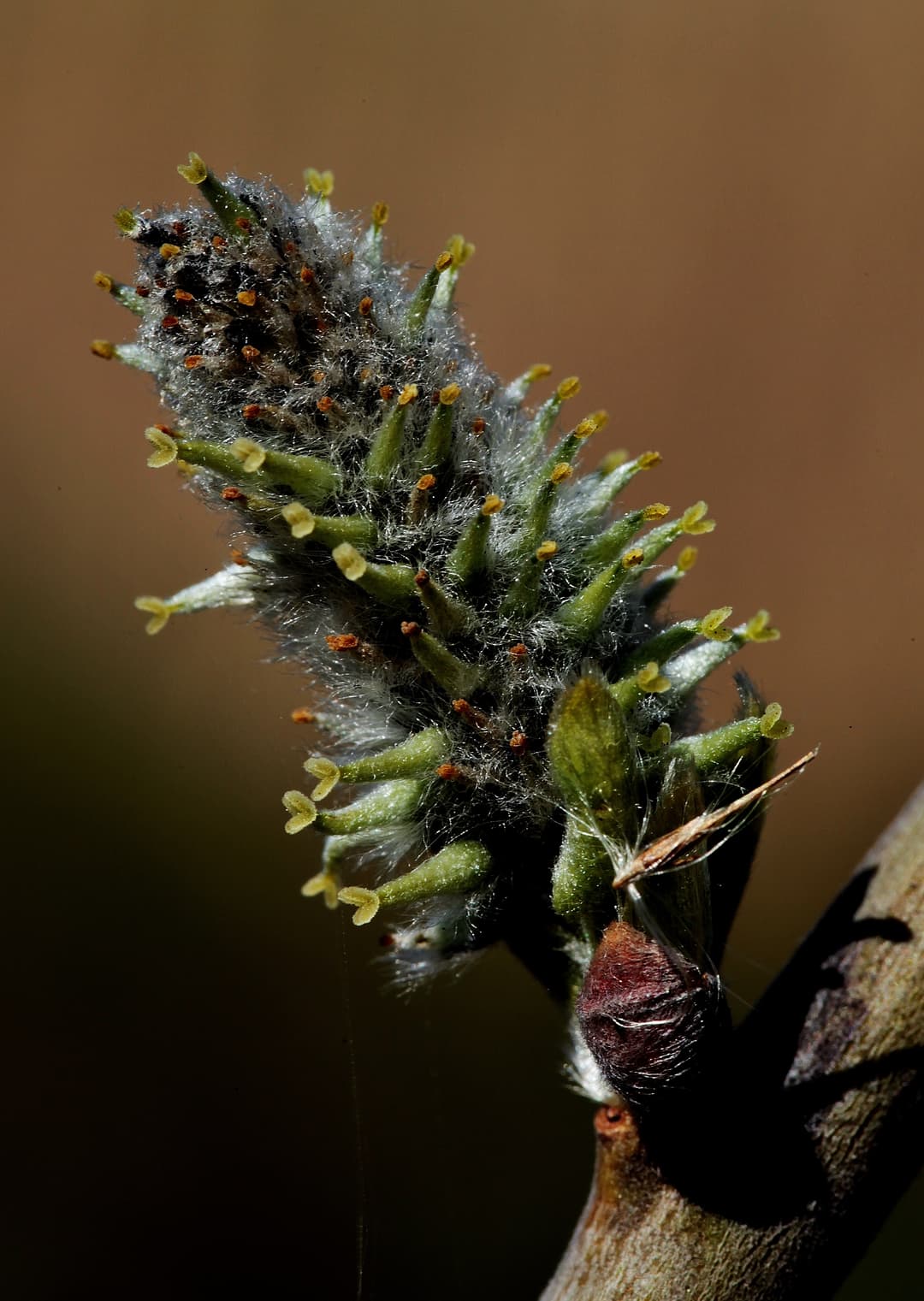 AI-Based Plant Disease Diagnosis